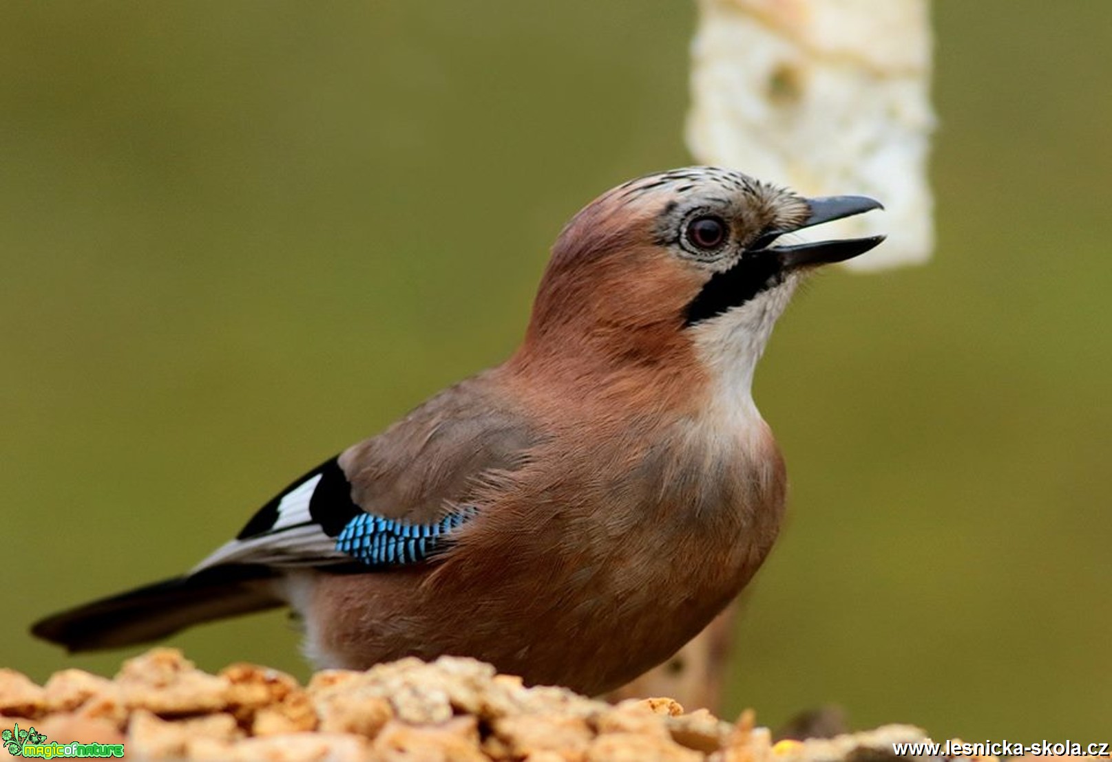 Sojka obecná - Garrulus glandarius - Foto Pavel Balazka 0217