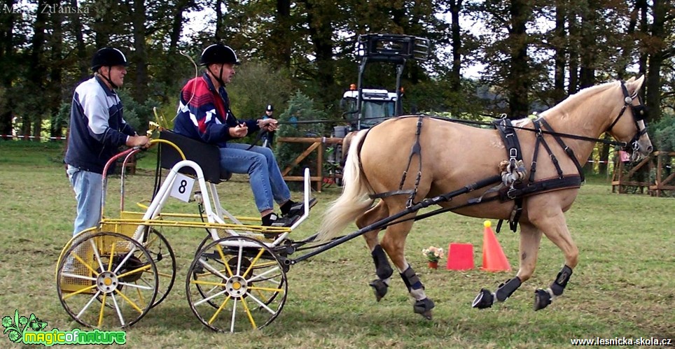 Hobby vozatajské závody - Foto Marie Žďánská (4)