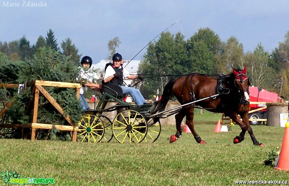 Hobby vozatajské závody - Foto Marie Žďánská (6)