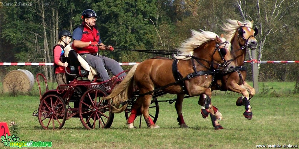 Hobby vozatajské závody - Foto Marie Žďánská (8)