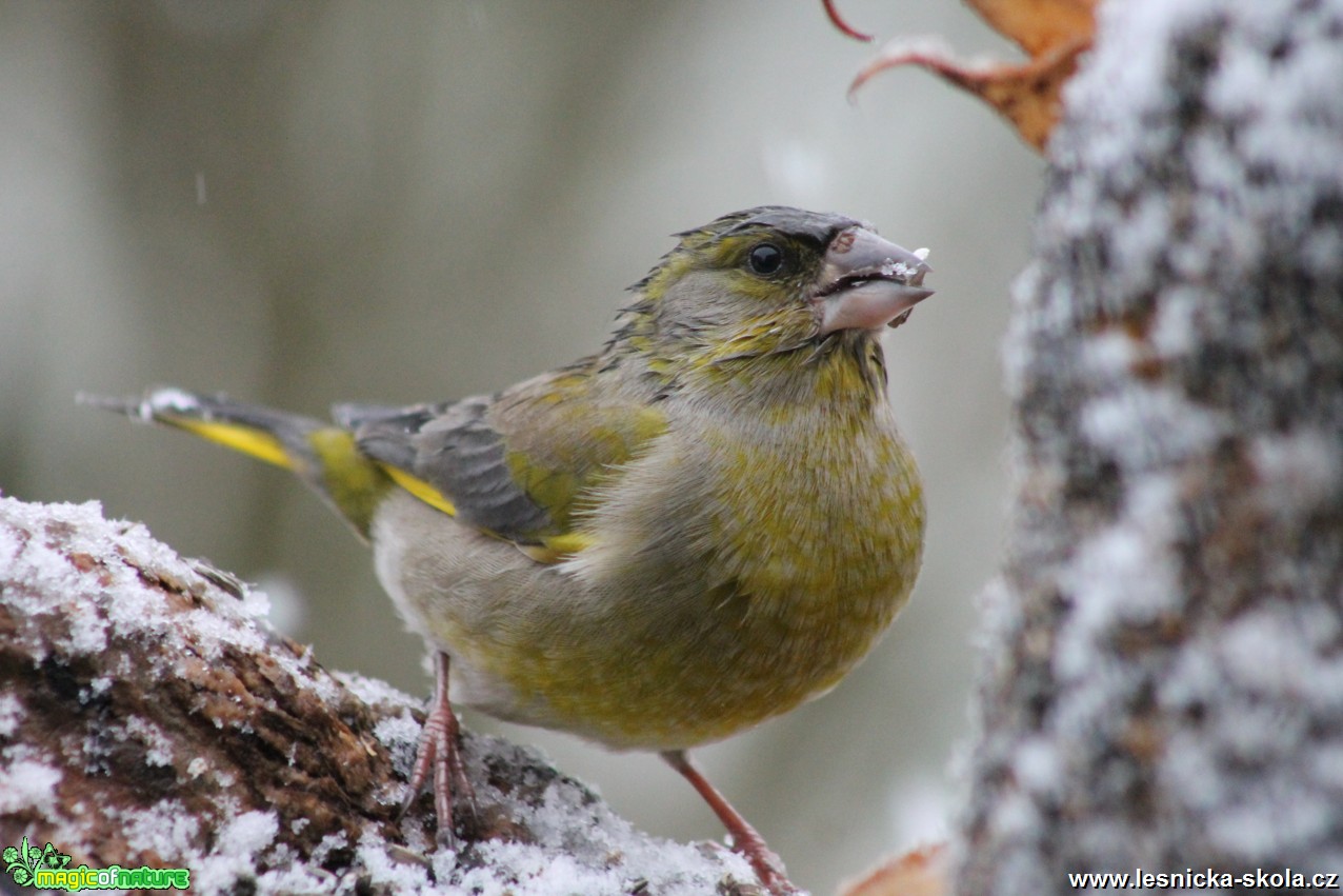 Zvonek zelený - Carduelis chloris - Foto František Novotný (3)