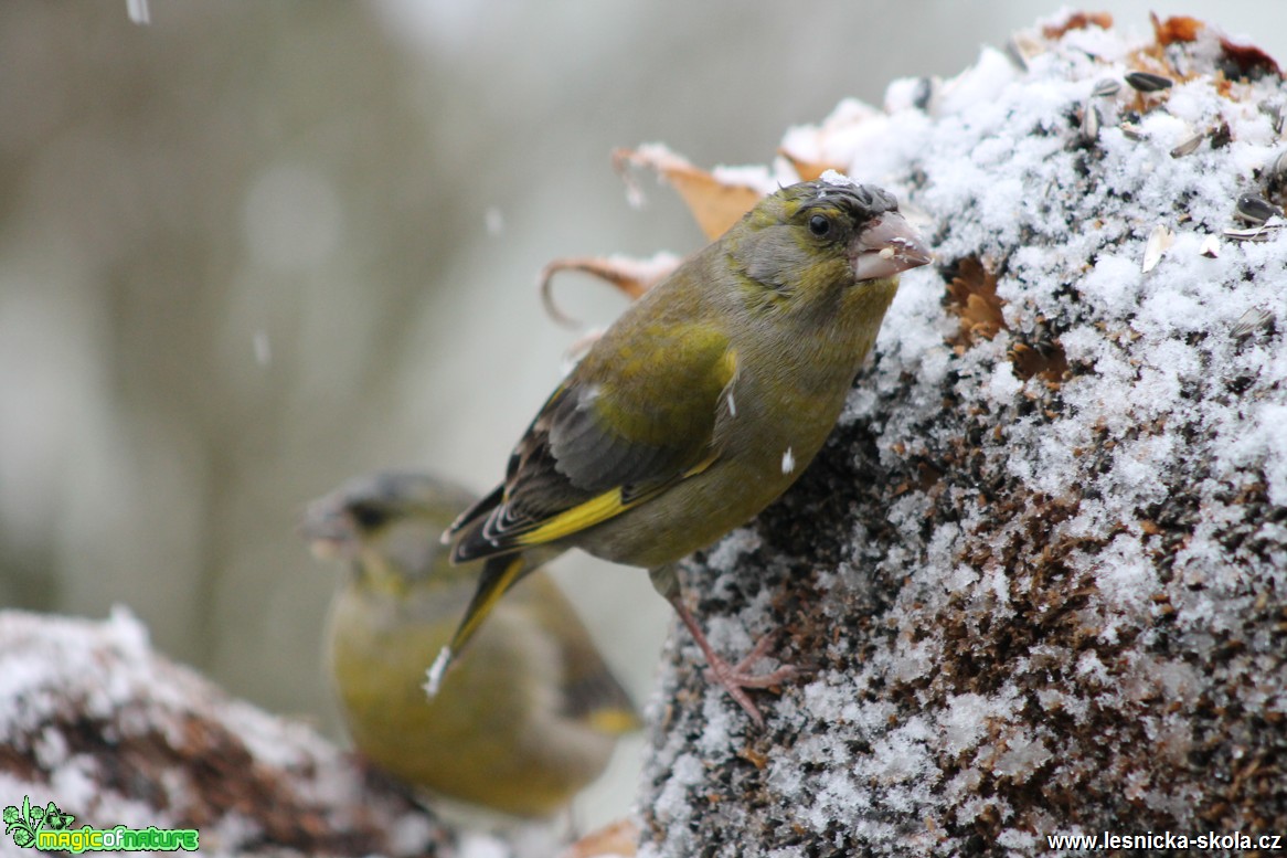 Zvonek zelený - Carduelis chloris - Foto František Novotný (4)