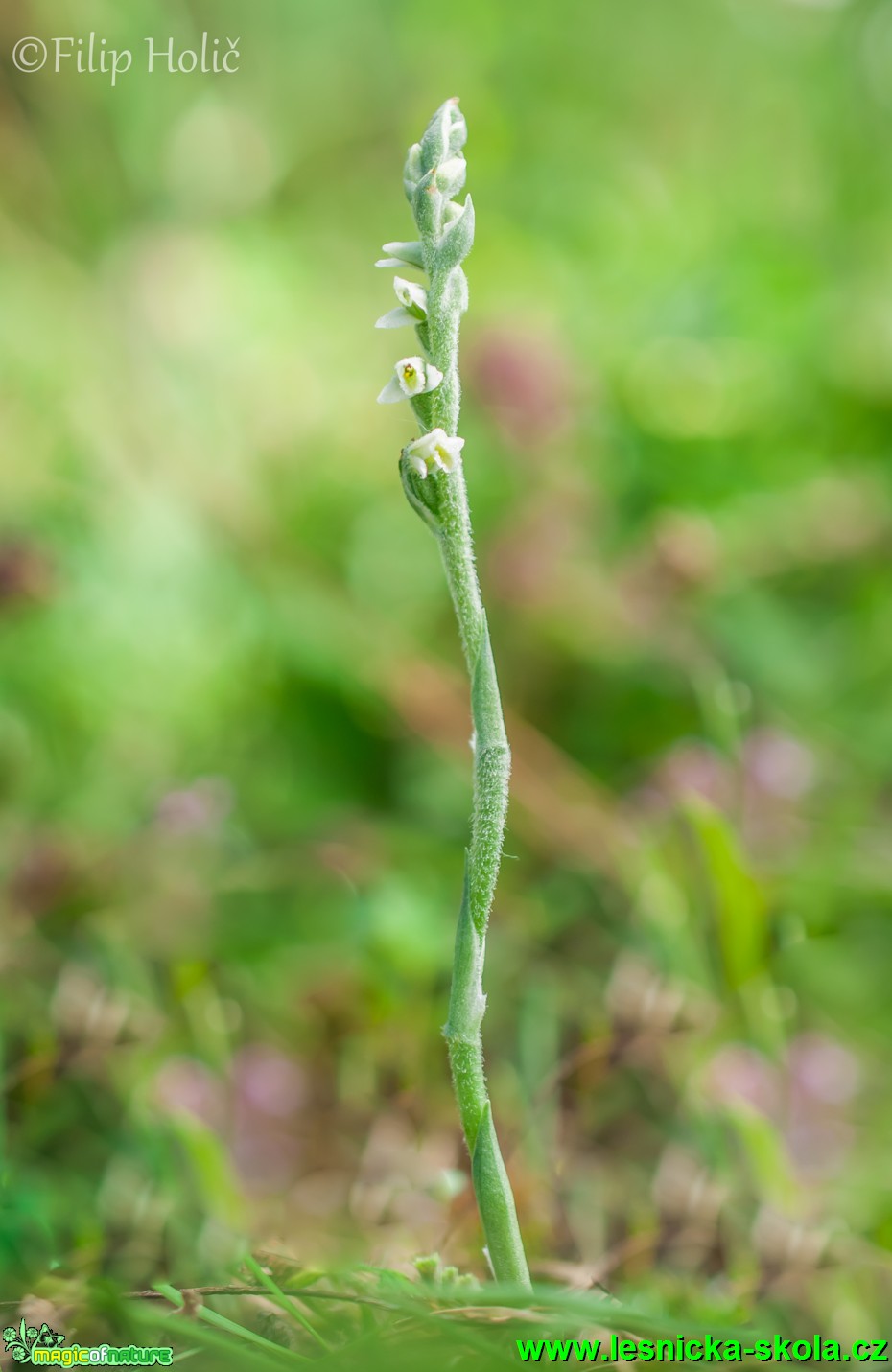 Švihlík krutiklas - Spiranthes spiralis - Foto Filip Holič (1)