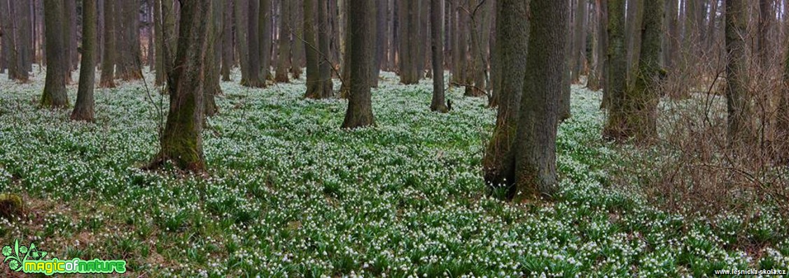 Bledule jarní - Leucojum vernum - Foto Ladislav Jonák (2)