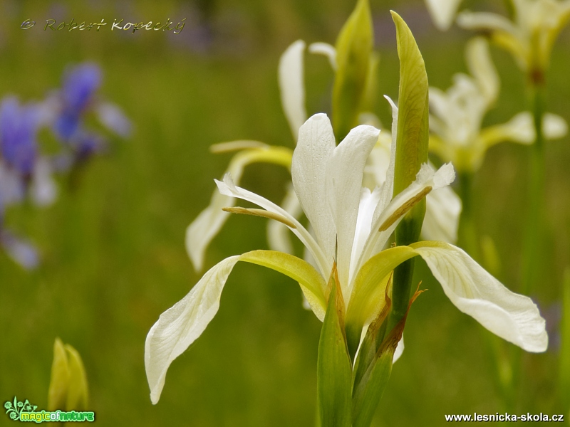 Kosatec sibiřský - Iris sibirica - bílá forma - Foto Robert Kopecký 0317