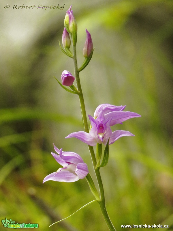 Okrotice červená - Cephalanthera rubra - Foto Robert Kopecký 0317