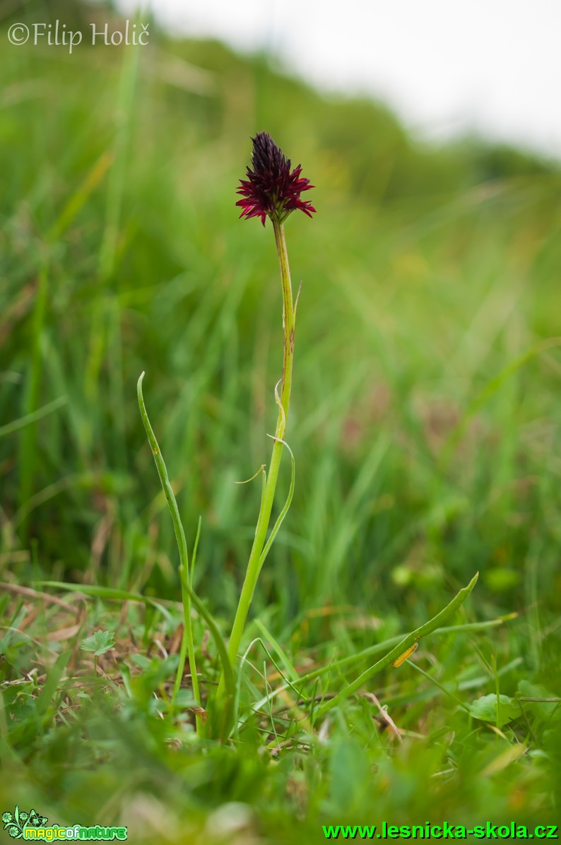 Temnohlávek černý - Nigritella nigra - Foto Filip Holič