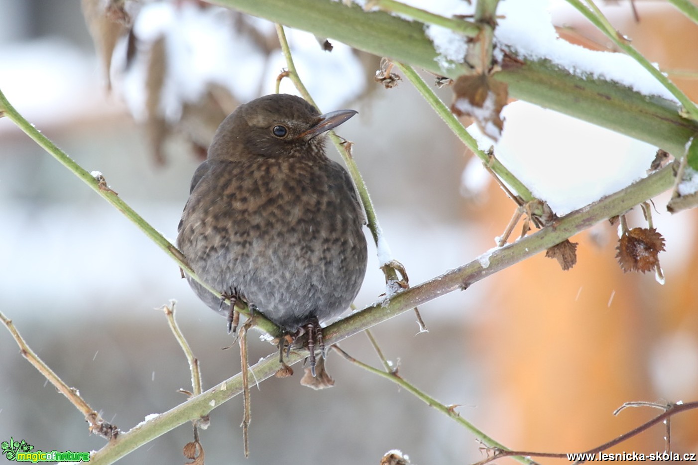 Kos černý - Turdus merula - Foto Irena Wenischová 0317