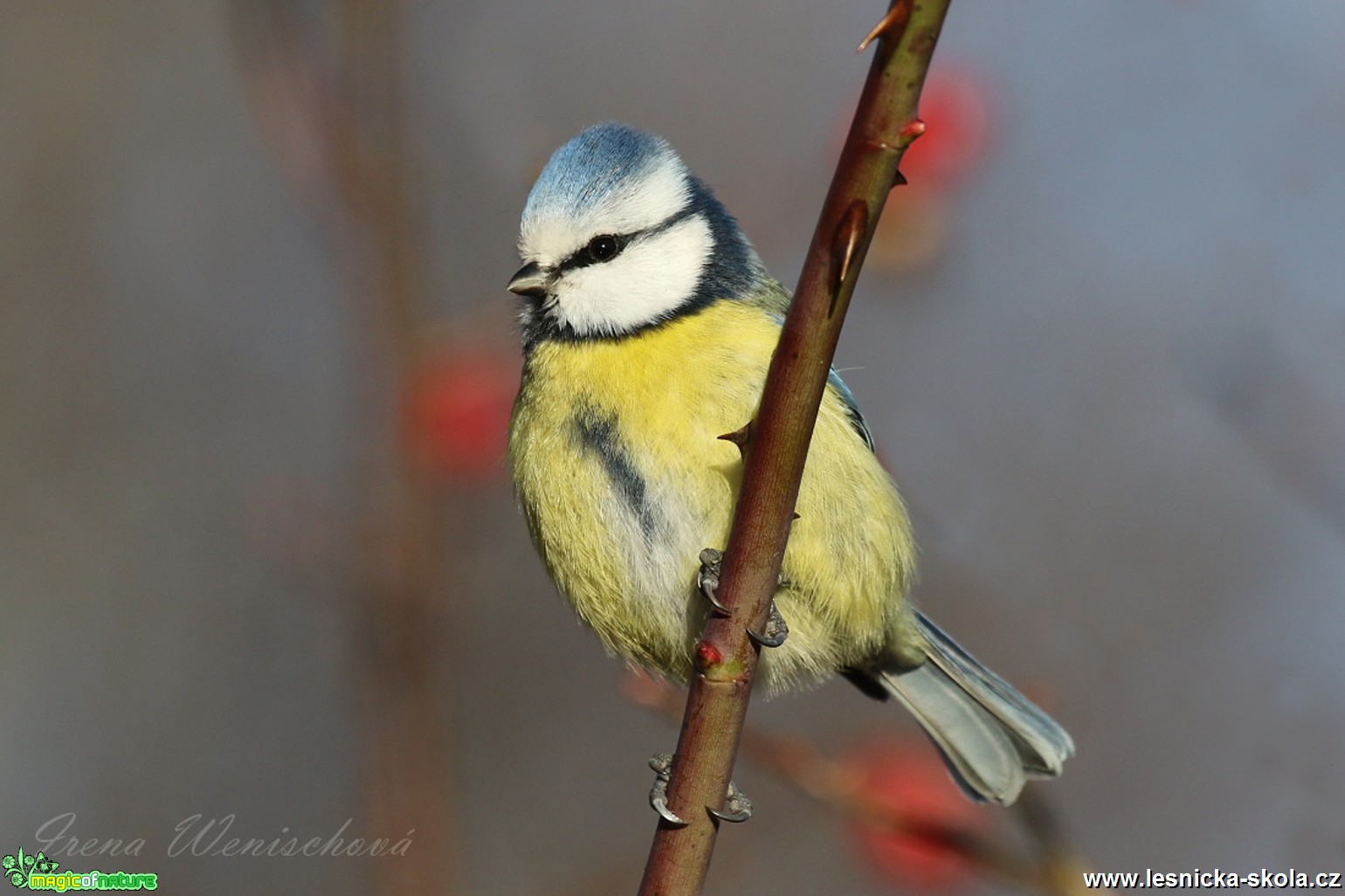 Sýkora modřinka - Cyanistes caeruleus - Foto Irena Wenischová 0317 (1)