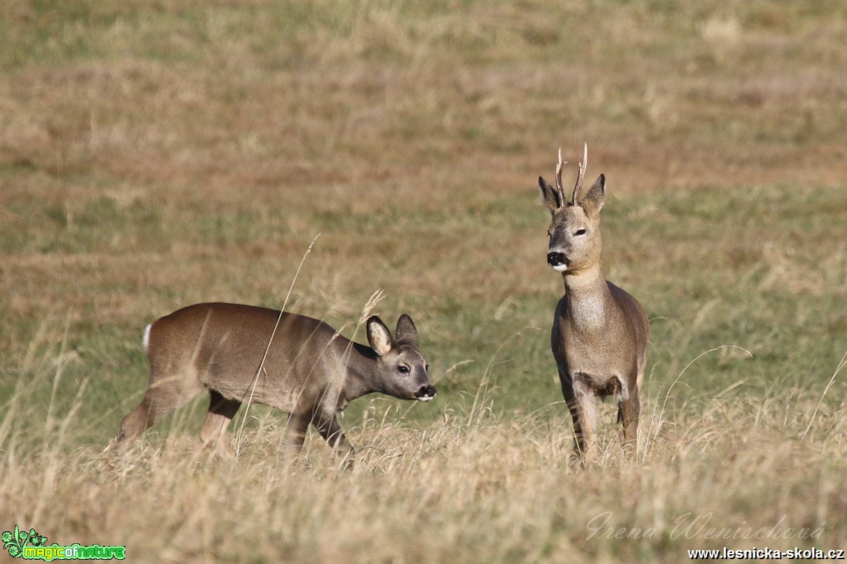 Srnec obecný - Capreolus capreolus - Foto Irena Wenischová 0317 (2)