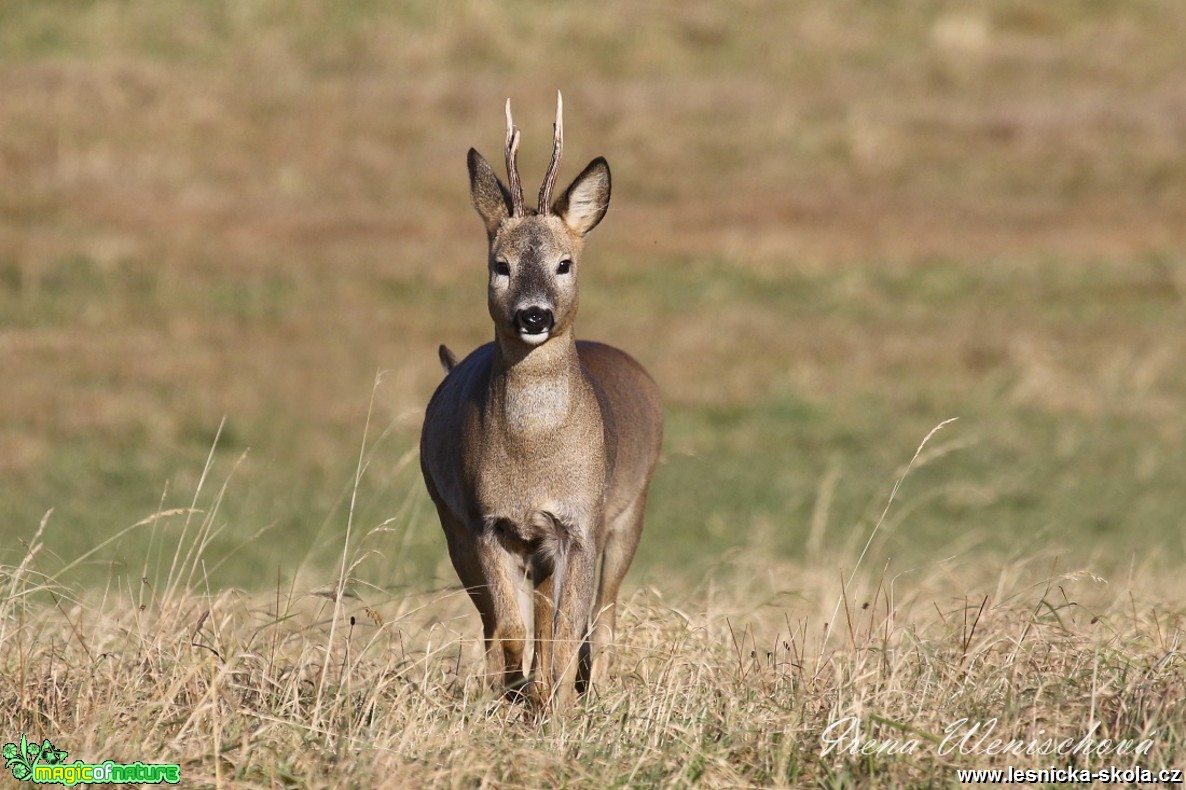 Srnec obecný - Capreolus capreolus - Foto Irena Wenischová 0317 (3)