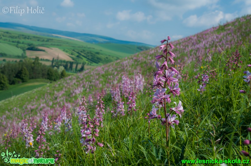 Třemdava bílá - Dictamnus albus - Foto Filip Holič