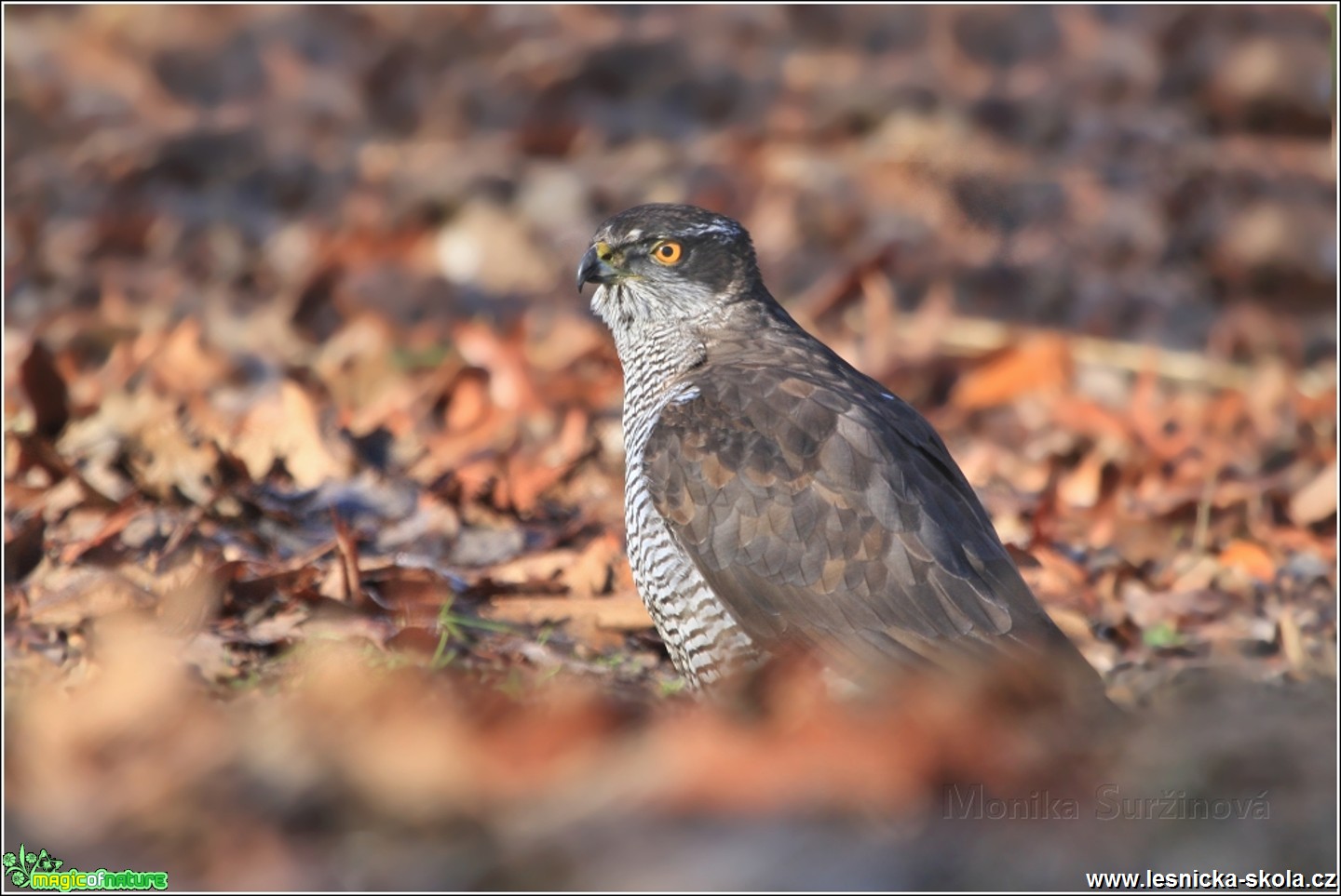 Jestřáb lesní - Accipiter gentilis - Foto Monika Suržinová 0317 (1)