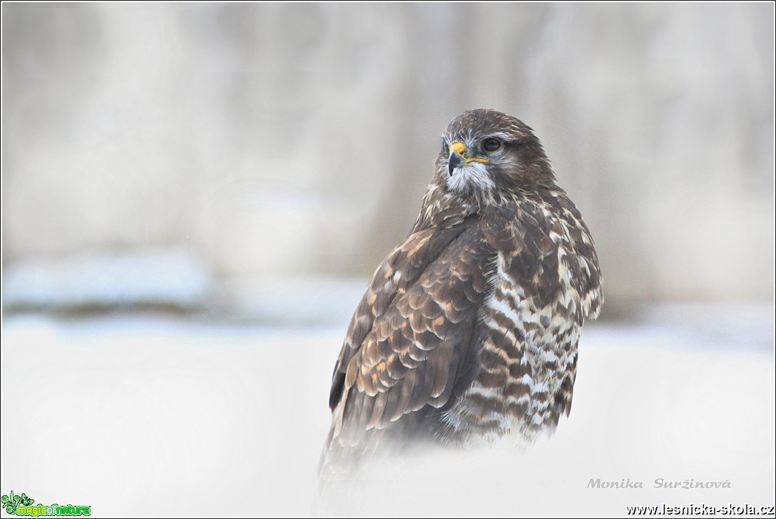 Káně lesní - Buteo buteo - Foto Monika Suržinová 0317 (1)