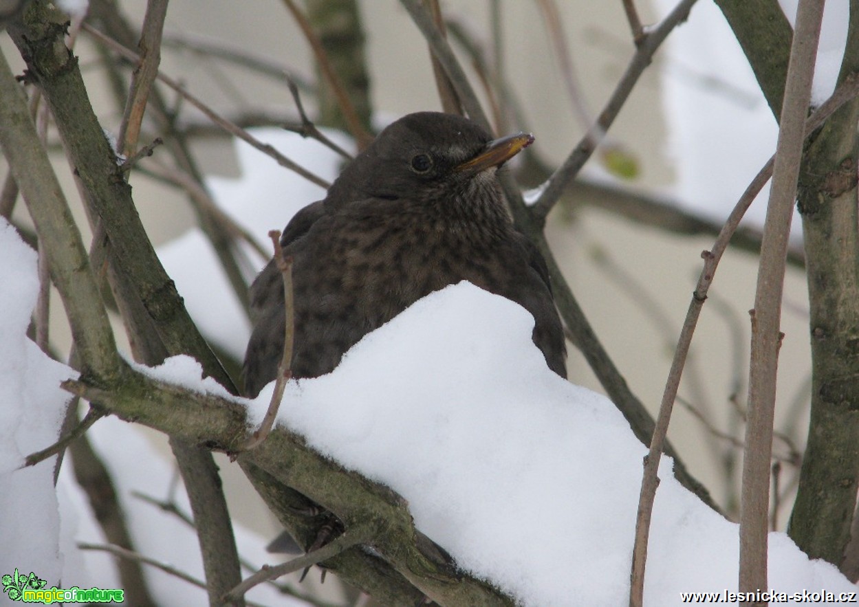 Kos černý - Turdus merula - Foto Miloslav Míšek 0217