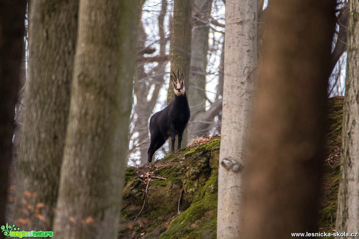 Setkání s kamzíkem - Foto Lukáš Málek 0317