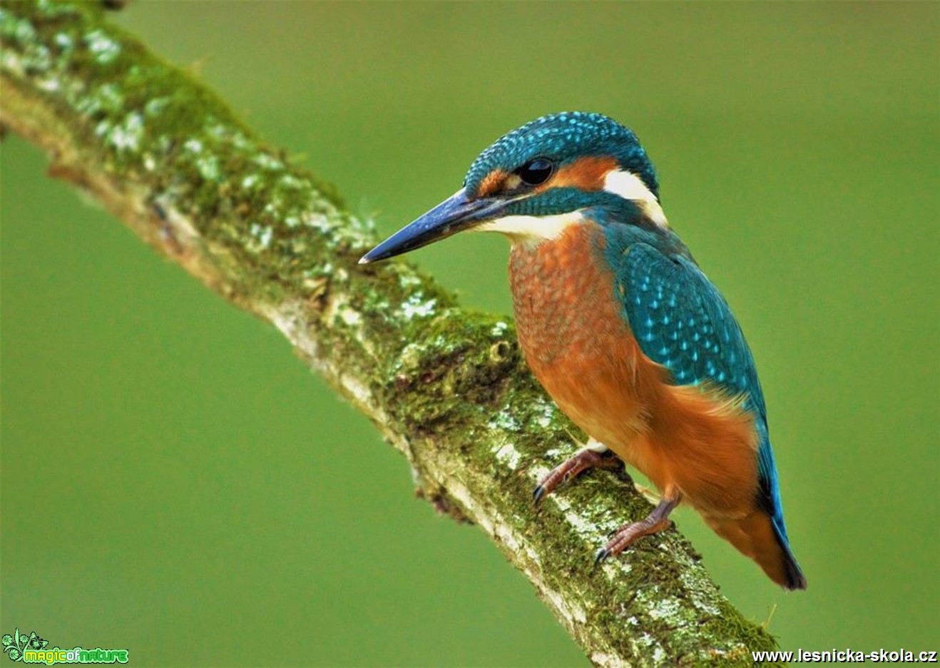 Ledňáček říční - Alcedo atthis - Foto Dušan Sedláček 0317