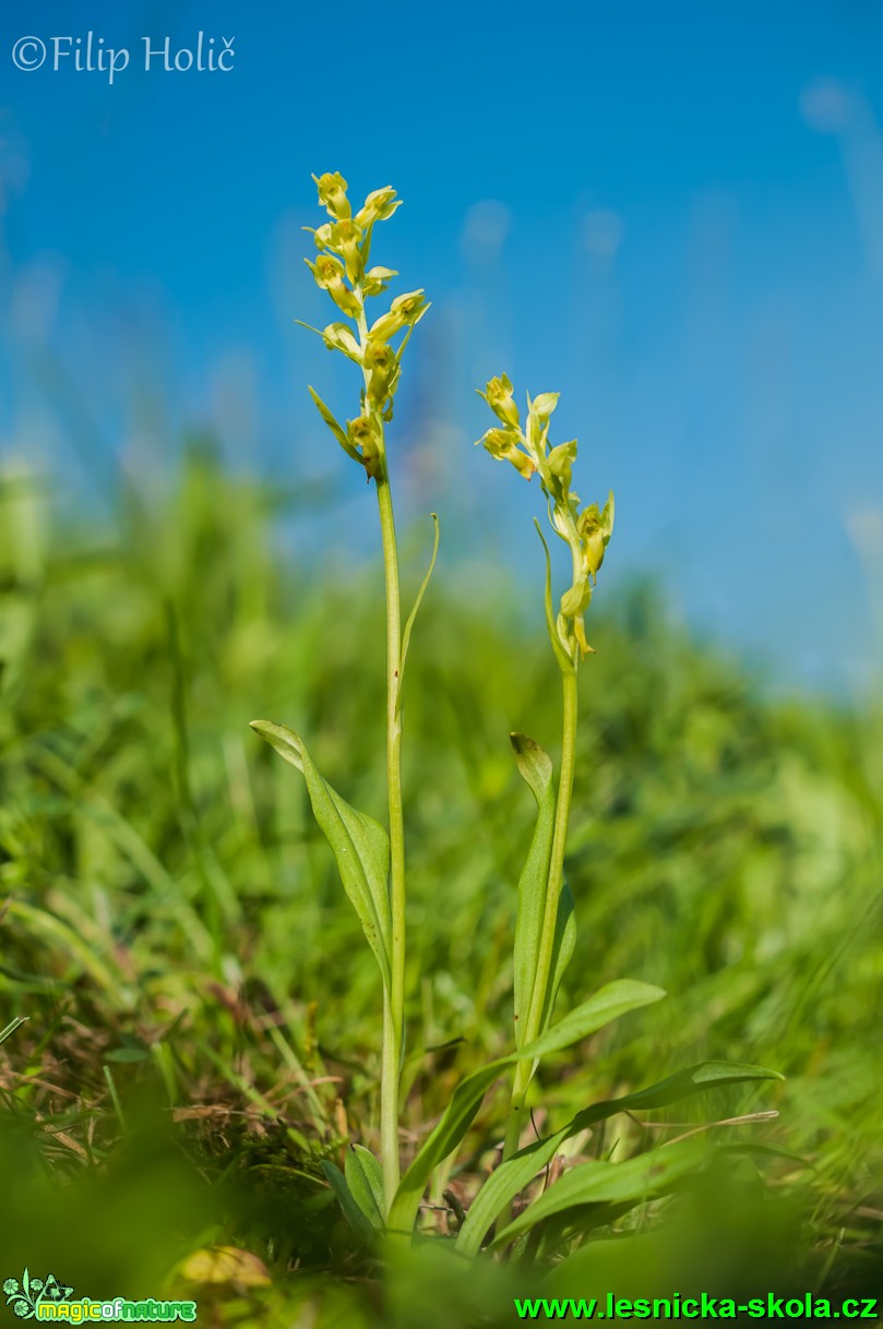 Vemeníček zelený - Coeloglossum viride - Foto Filip Holič