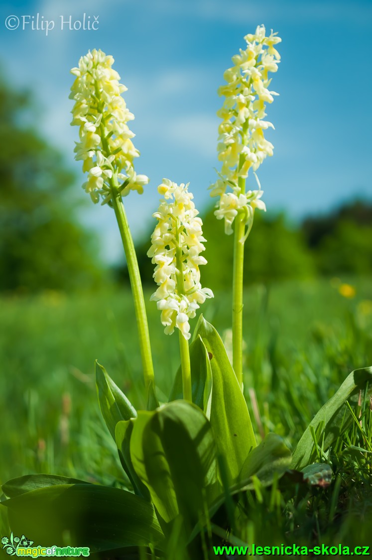 Vstavač bledý - Orchis pallens - Foto Filip Holič (1)