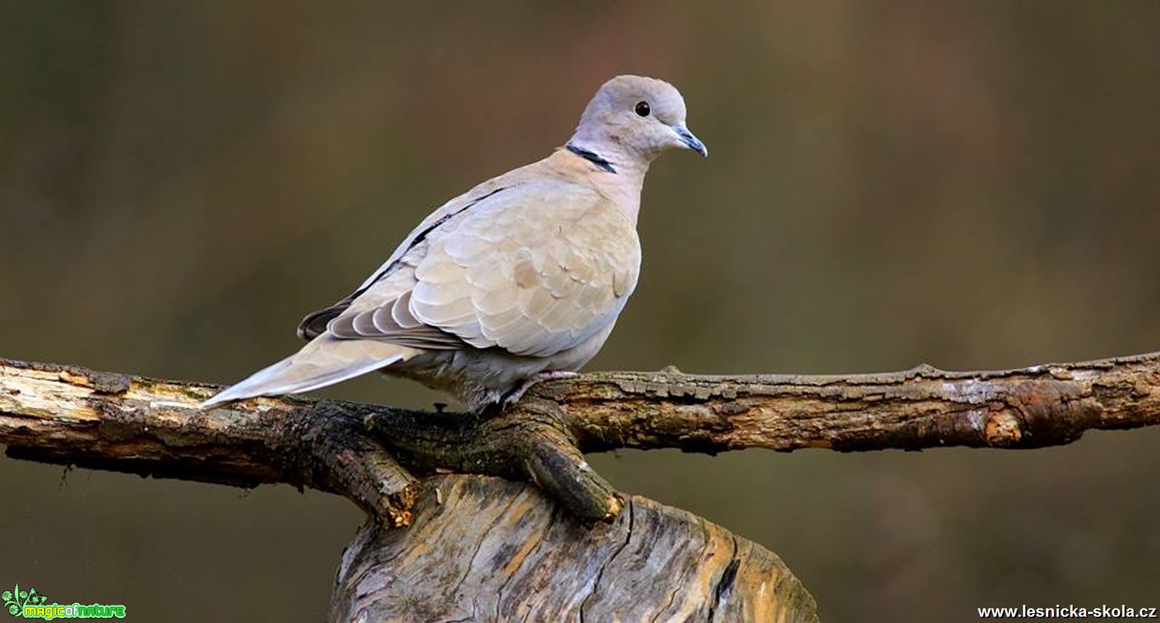 Hrdlička zahradní - Streptopelia decaocto - Foto Pavel Balazka 0317