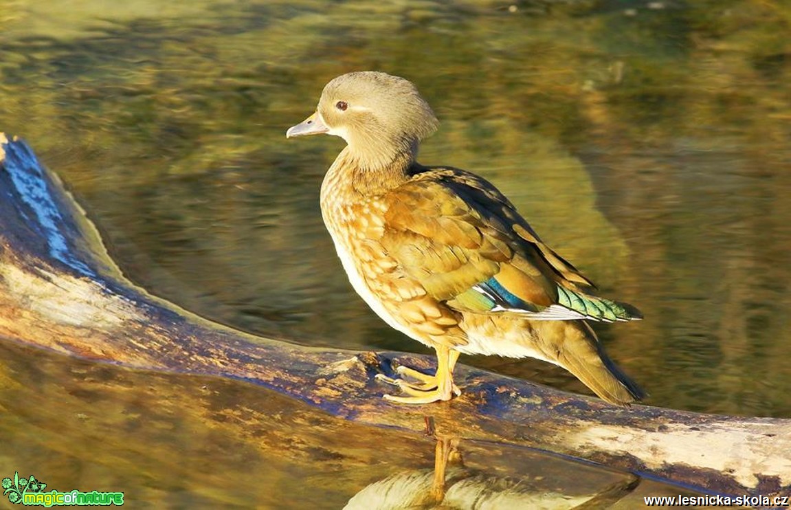 Kachnička mandarinská - Aix galericulata - Foto Pavel Balazka 0317