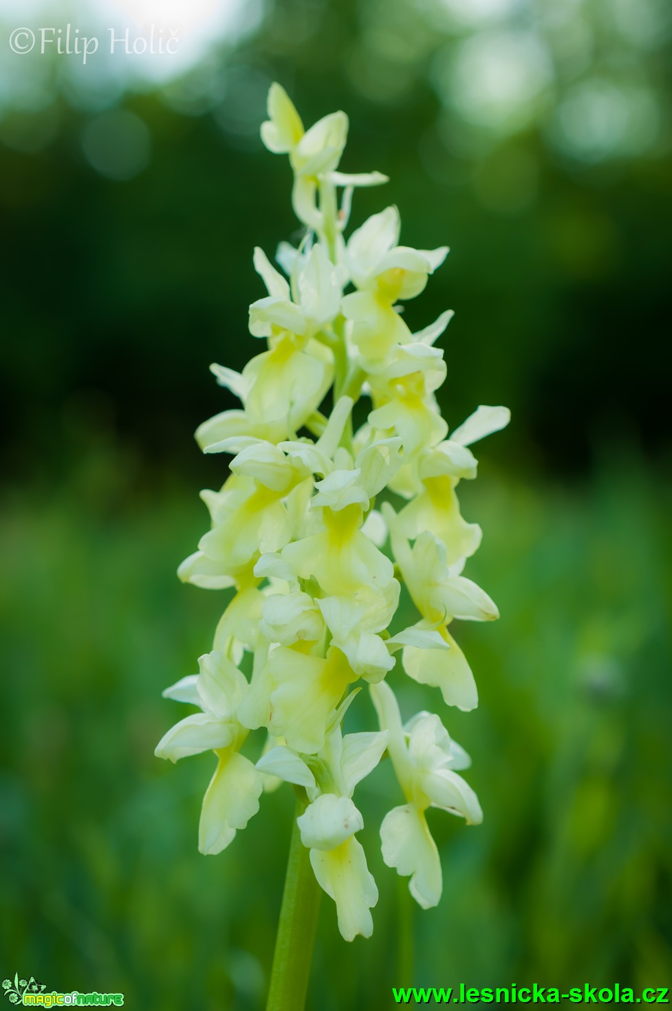 Vstavač bledý - Orchis pallens - Foto Filip Holič