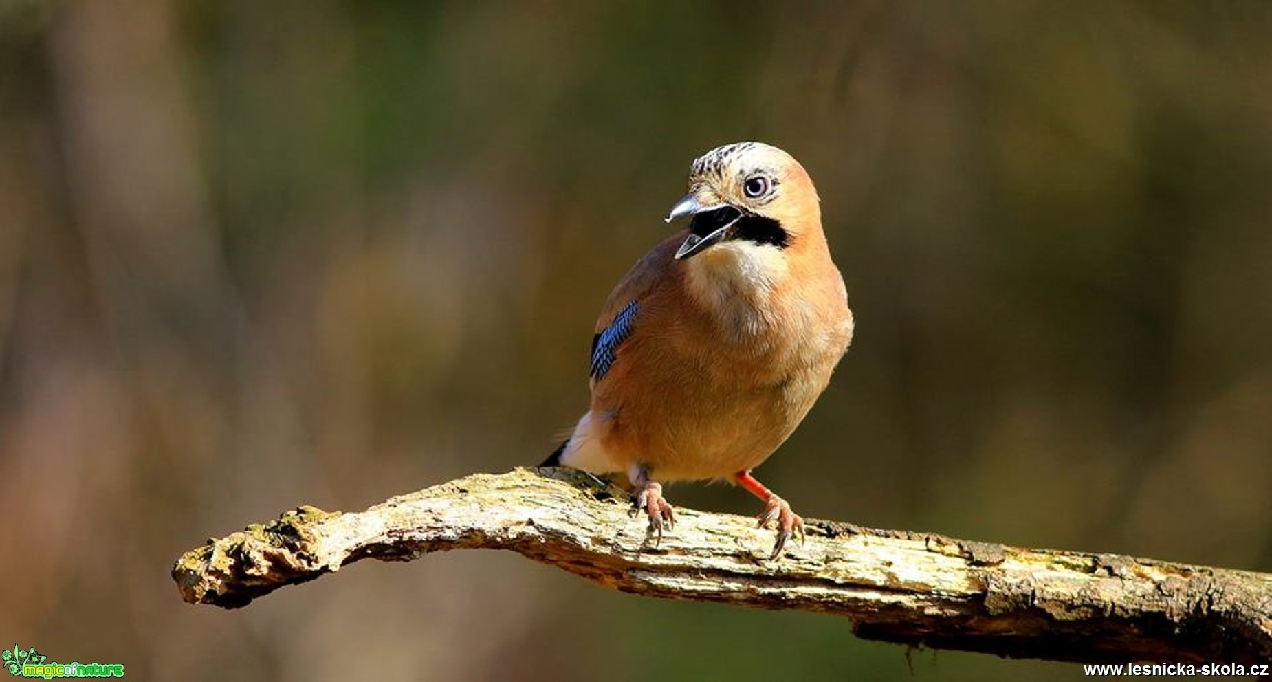 Sojka obecná - Garrulus glandarius - Foto Pavel Balazka 0317