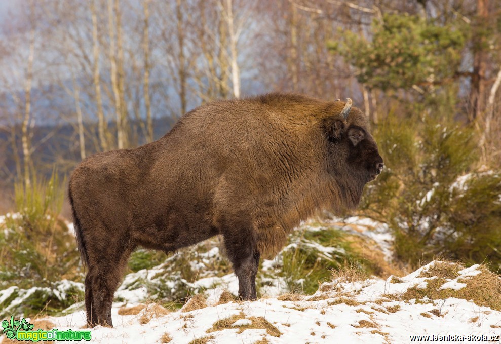 Zubr evropský - Bison bonasus - Ralsko - Foto Jana Podubecká (4)