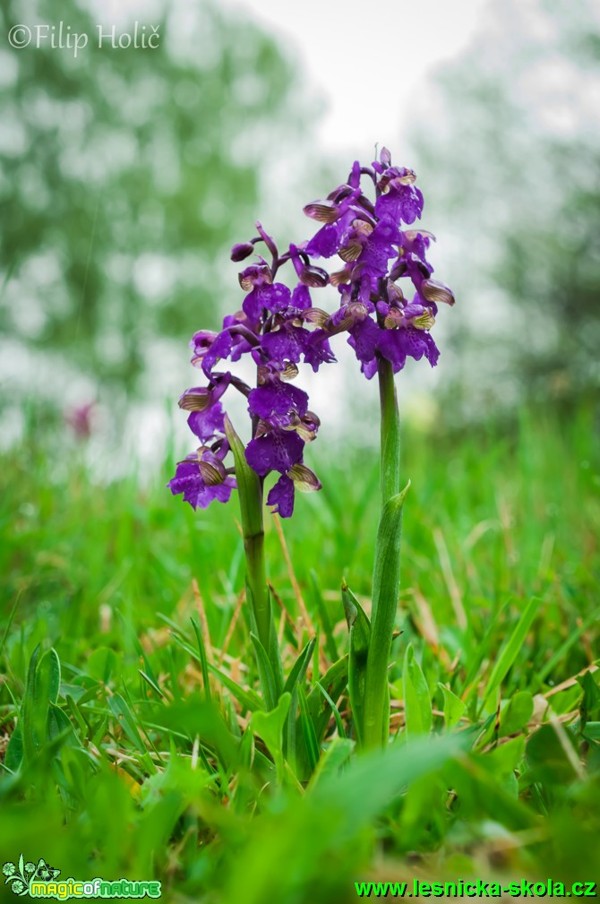 Vstavač kukačka - Orchis morio - Foto Filip Holič