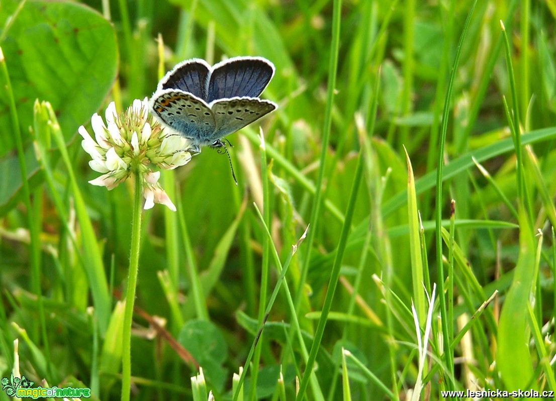 Modrásek jehlicový - Foto Marie Žďánská 0317