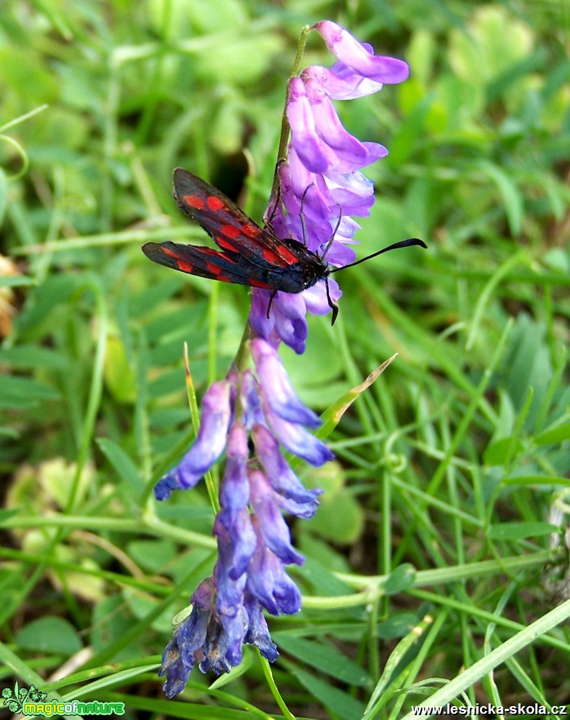 Vřetenuška obecná - Foto Marie Žďánská 0317