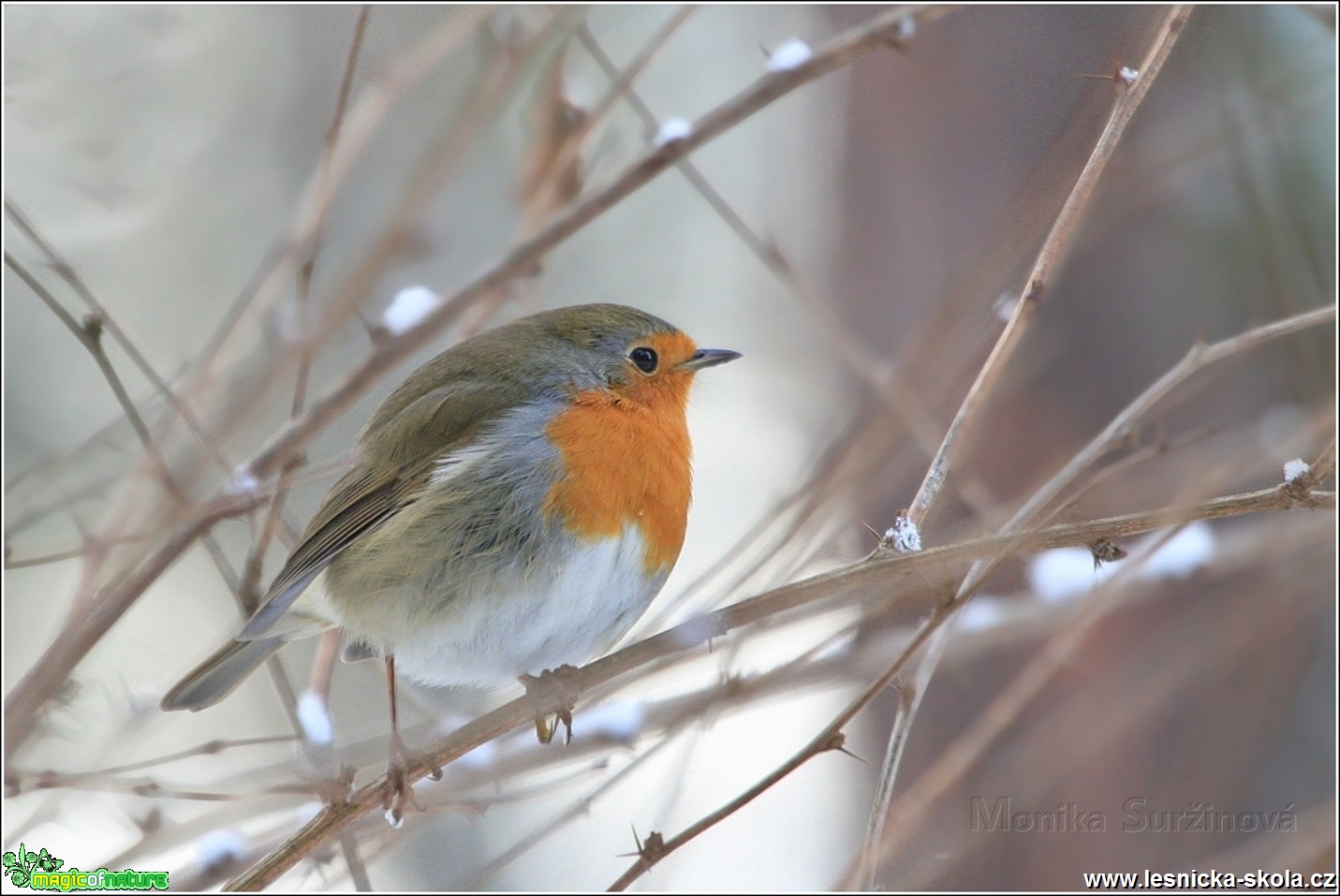 Červenka obecná - Erithacus rubecula - Foto Monika Suržinová 0317