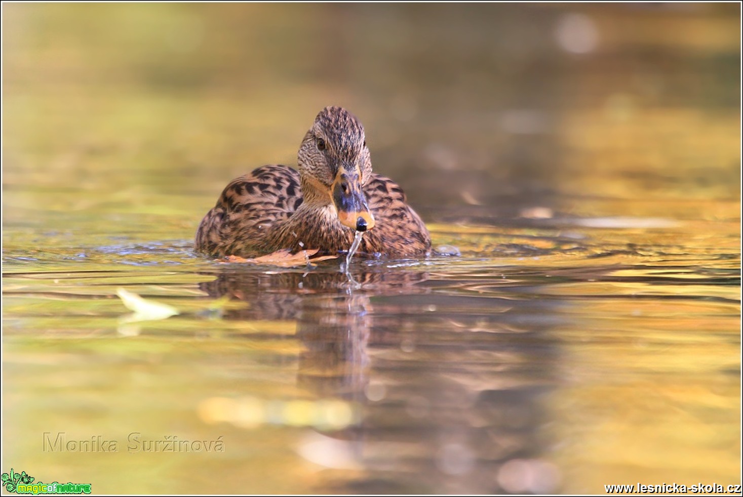 Kachna divoká - Anas platyrhynchos - Foto Monika Suržinová 0317