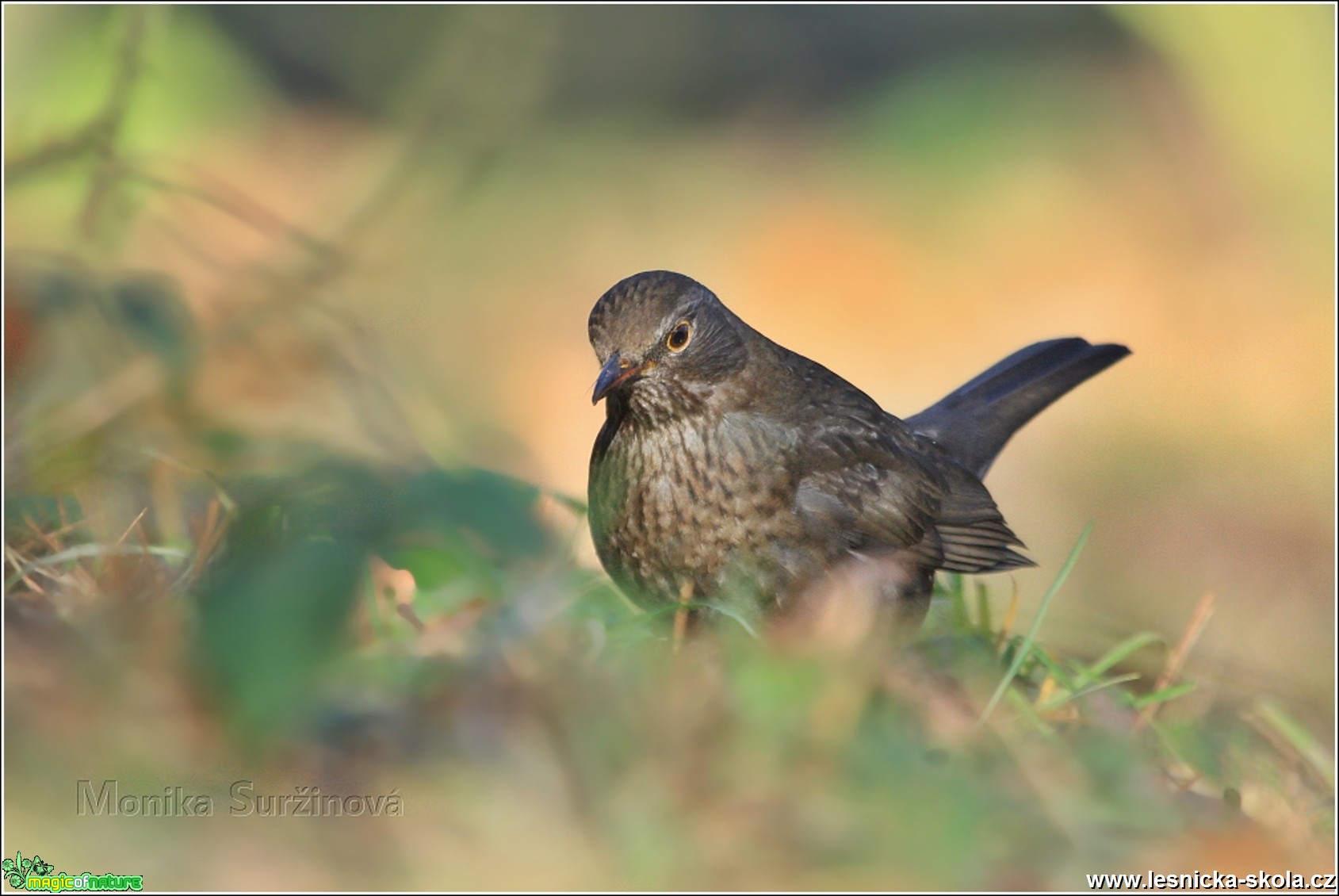 Kos černý - Turdus merula - Foto Monika Suržinová 0317