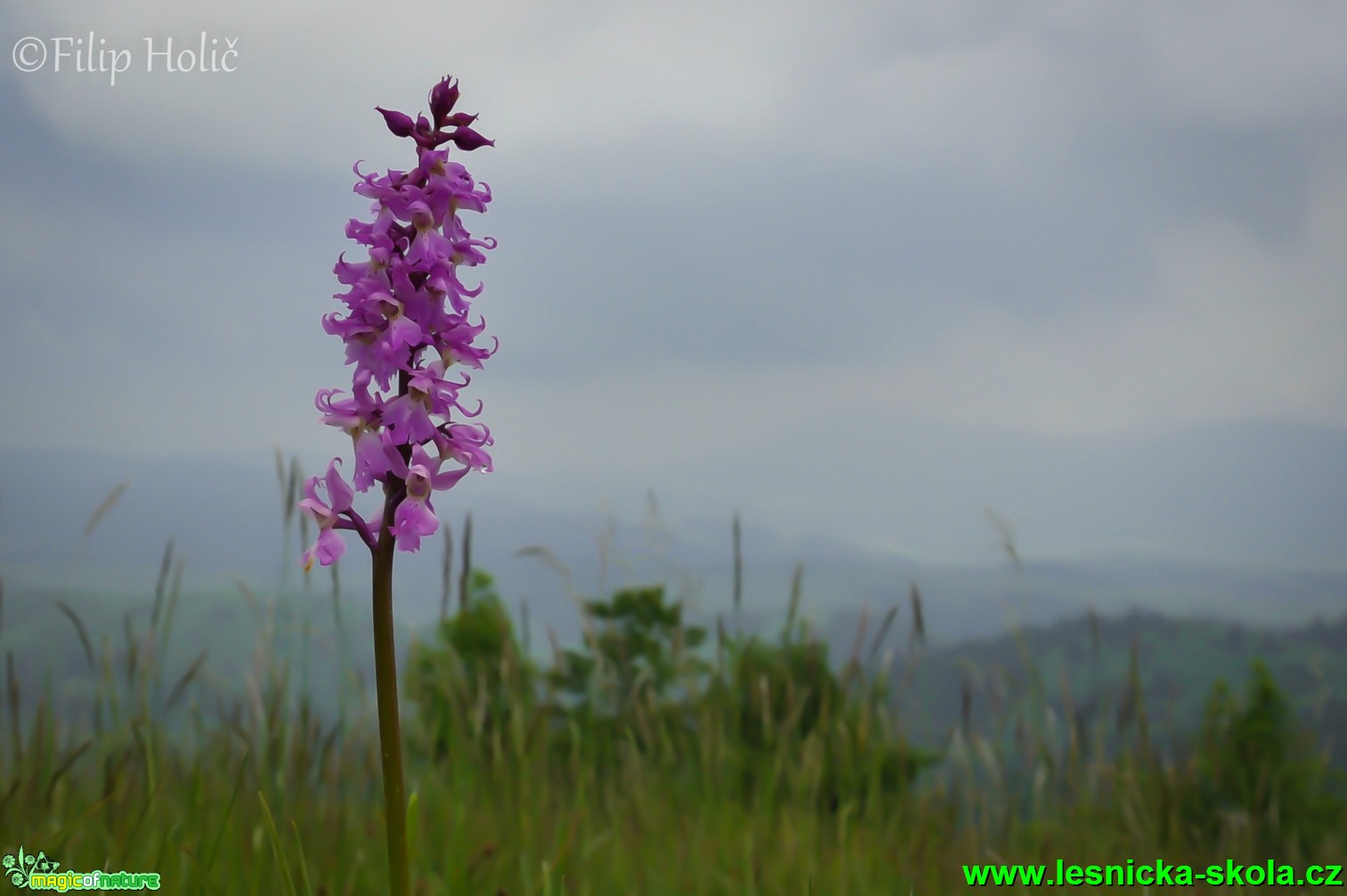 Vstavač mužský - Orchis mascula s výhledem na jeseníky - Foto Filip Holič