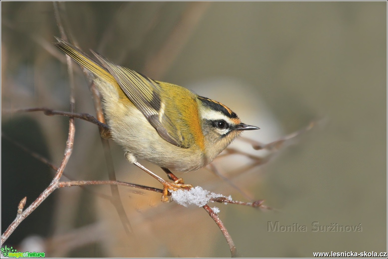 Králíček ohnivý - Regulus ignicapillus - Foto Monika Suržinová 0317