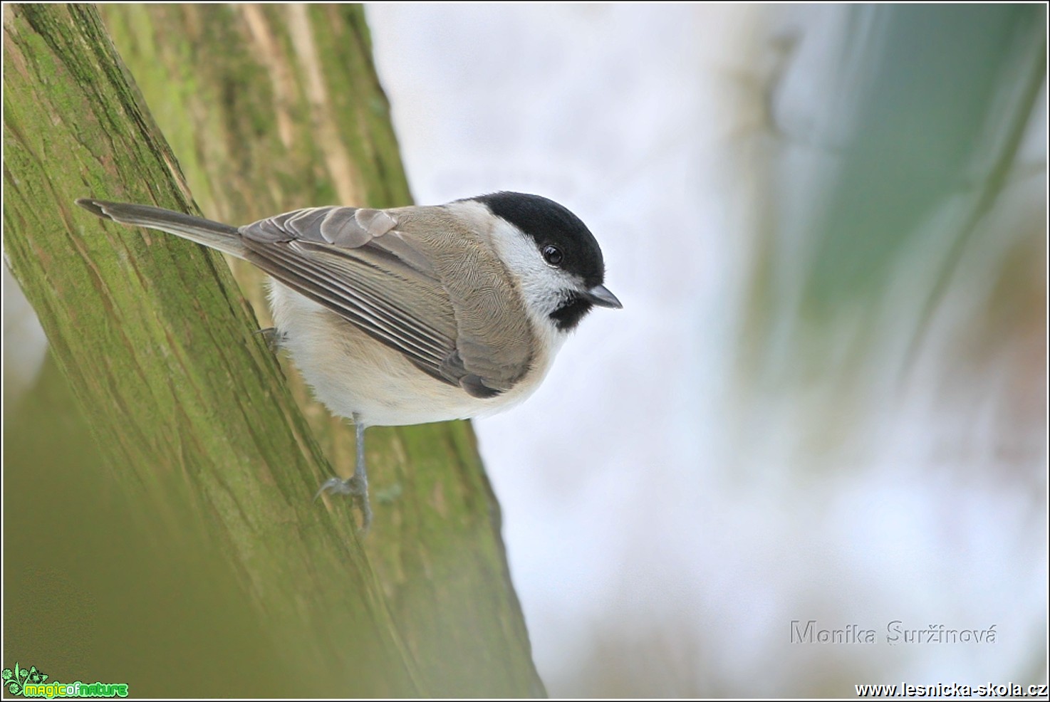 Sýkora babka - Parus palustris - Foto Monika Suržinová 0317