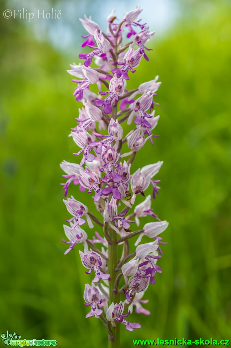 Vstavač vojenský - Orchis militaris - Foto Filip Holič (1)