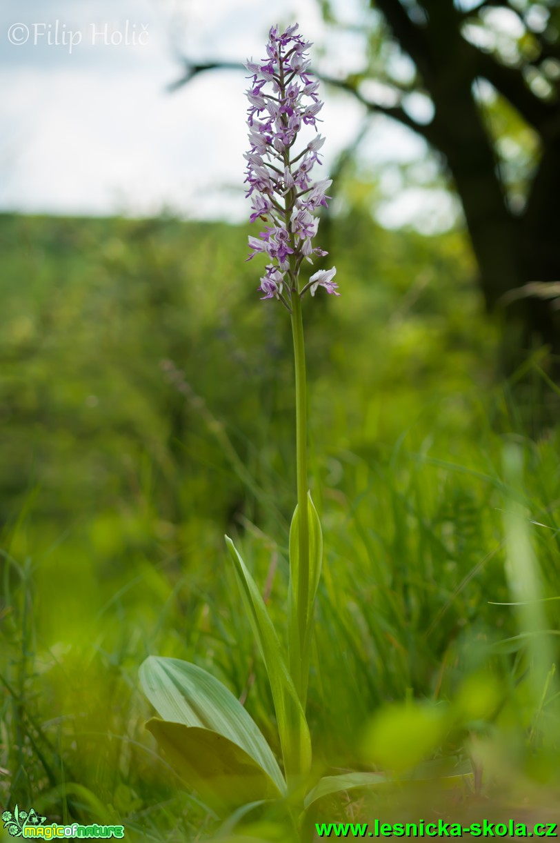 Vstavač vojenský - Orchis militaris - Foto Filip Holič