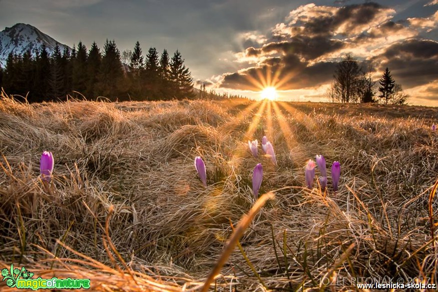 Krokusy - Foto Jozef Pitoňák 0417 (2)