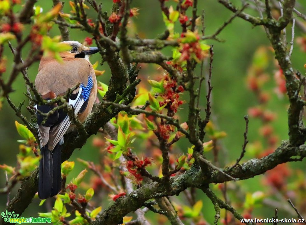 Sojka obecná - Garrulus glandarius - Foto Pavel Balazka 0417 (1)