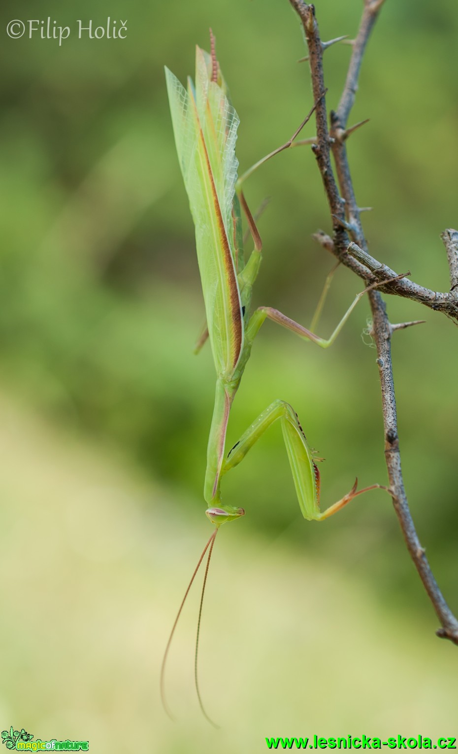 Kudlanka nábožná - Mantis religiosa -  Foto Filip Holič (1)