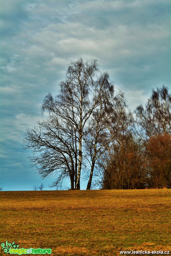 Předjaří - Foto Lída Burešová 0417 (2)