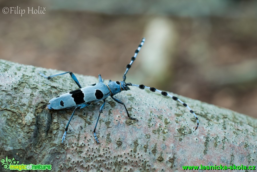 Tesařík alpský - Rosalia alpina - Foto Filip Holič