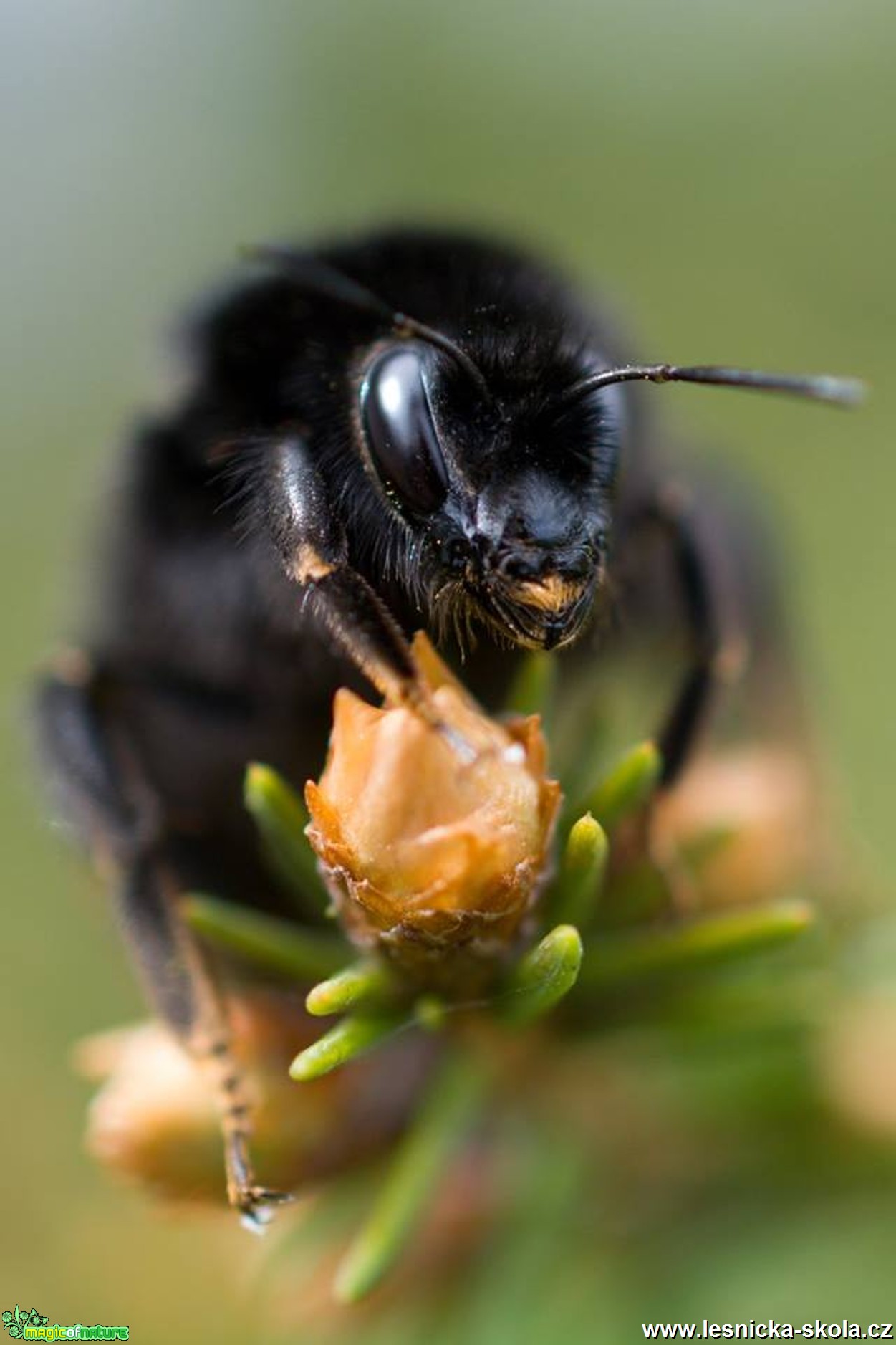 Lákavý jarní nektar - Foto Marie Vykydalová 0417 (2)