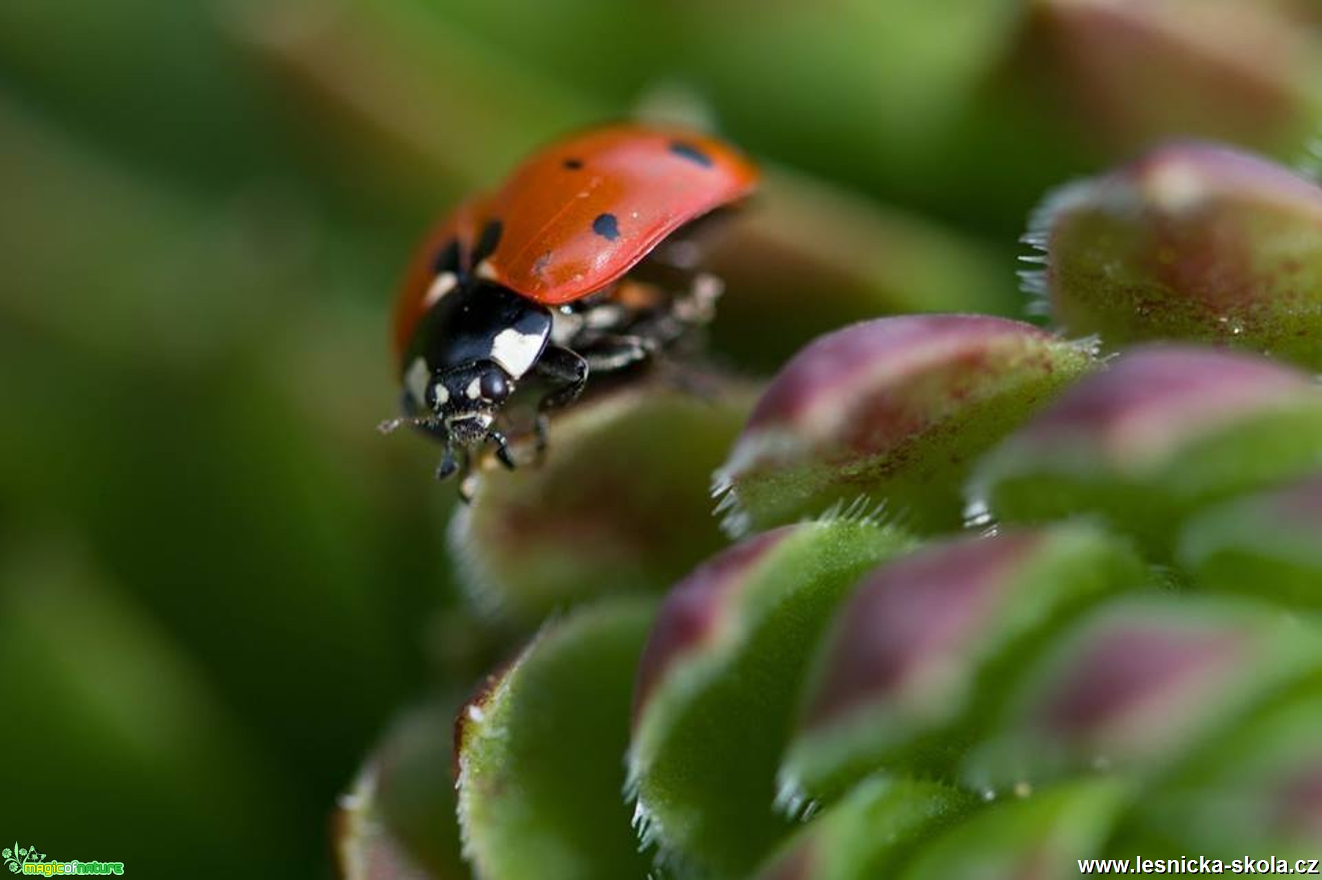 Slunéčko sedmitečné - Coccinella septempunctata - Foto Marie Vykydalová 0417