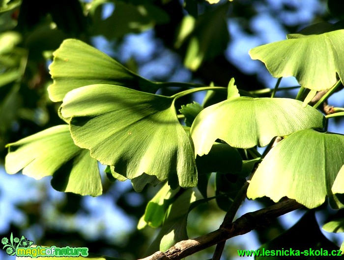 Jinan dvoulaločný - Gingko biloba (1) - Foto David Hlinka