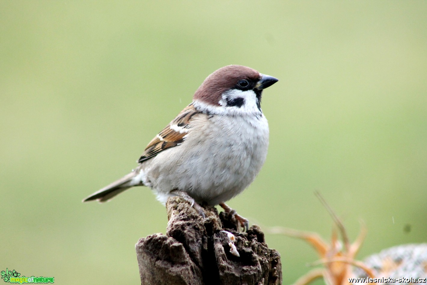 Vrabec polní - Passer montanus - Foto František Novotný 0417