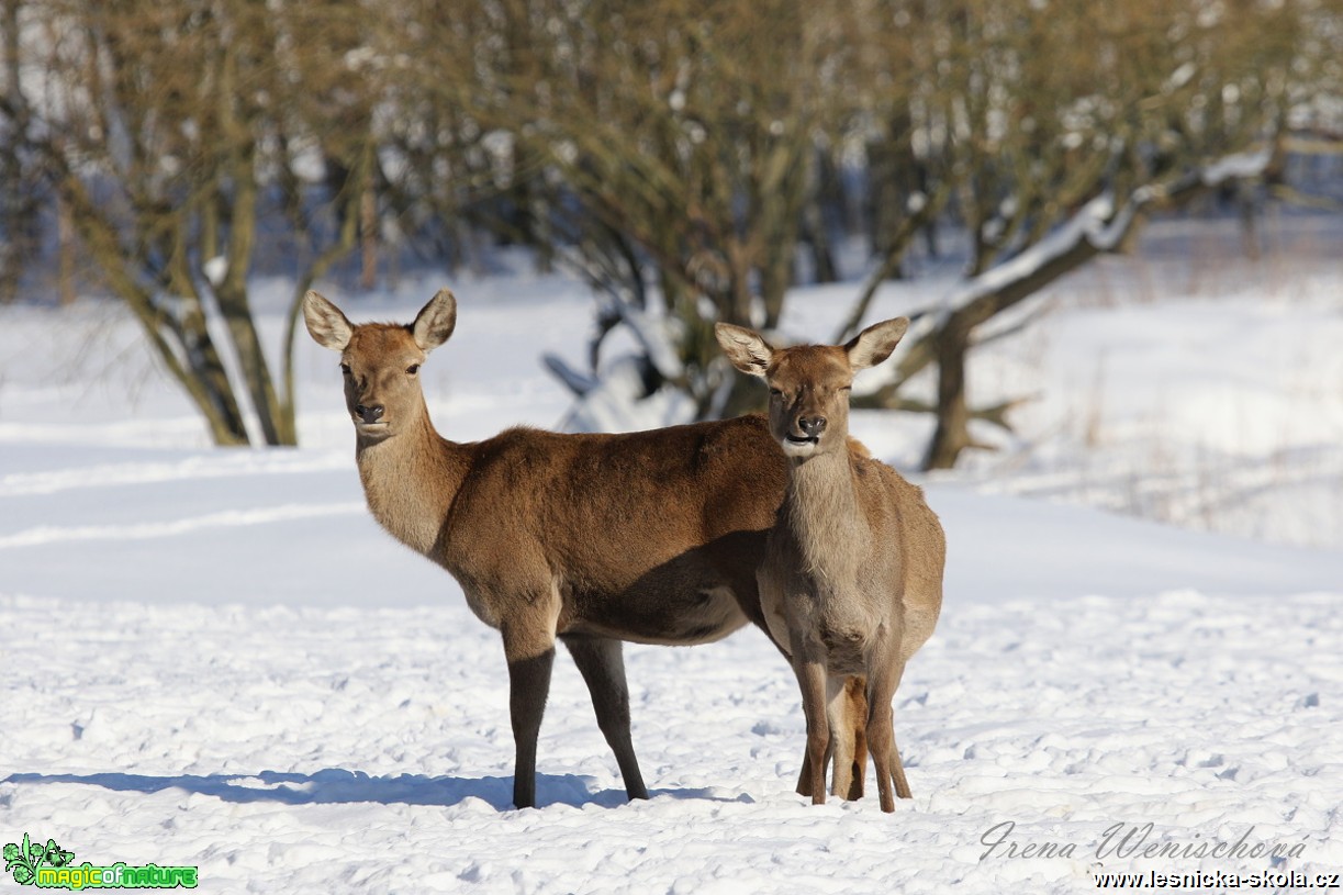 Jelení zvěř v zimě - Foto Irena Wenischová 0417 (5)