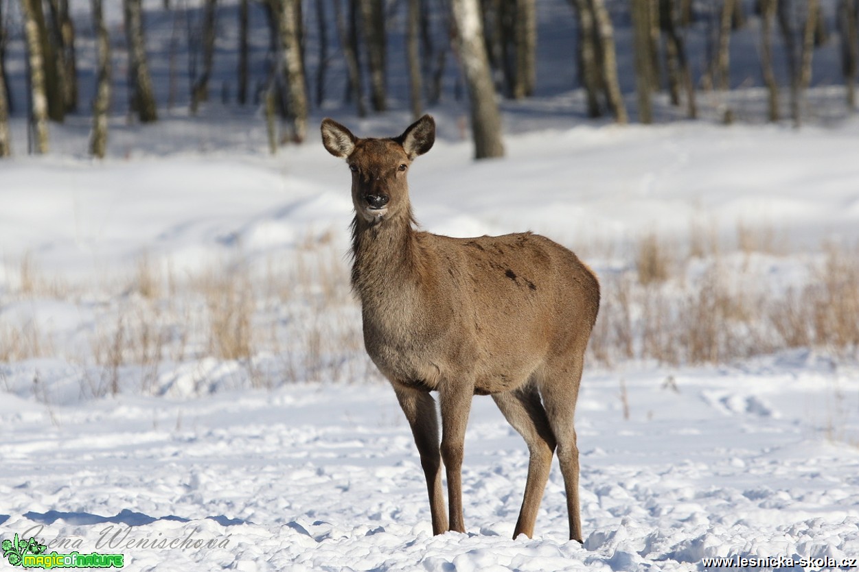 Jelení zvěř v zimě - Foto Irena Wenischová 0417 (9)